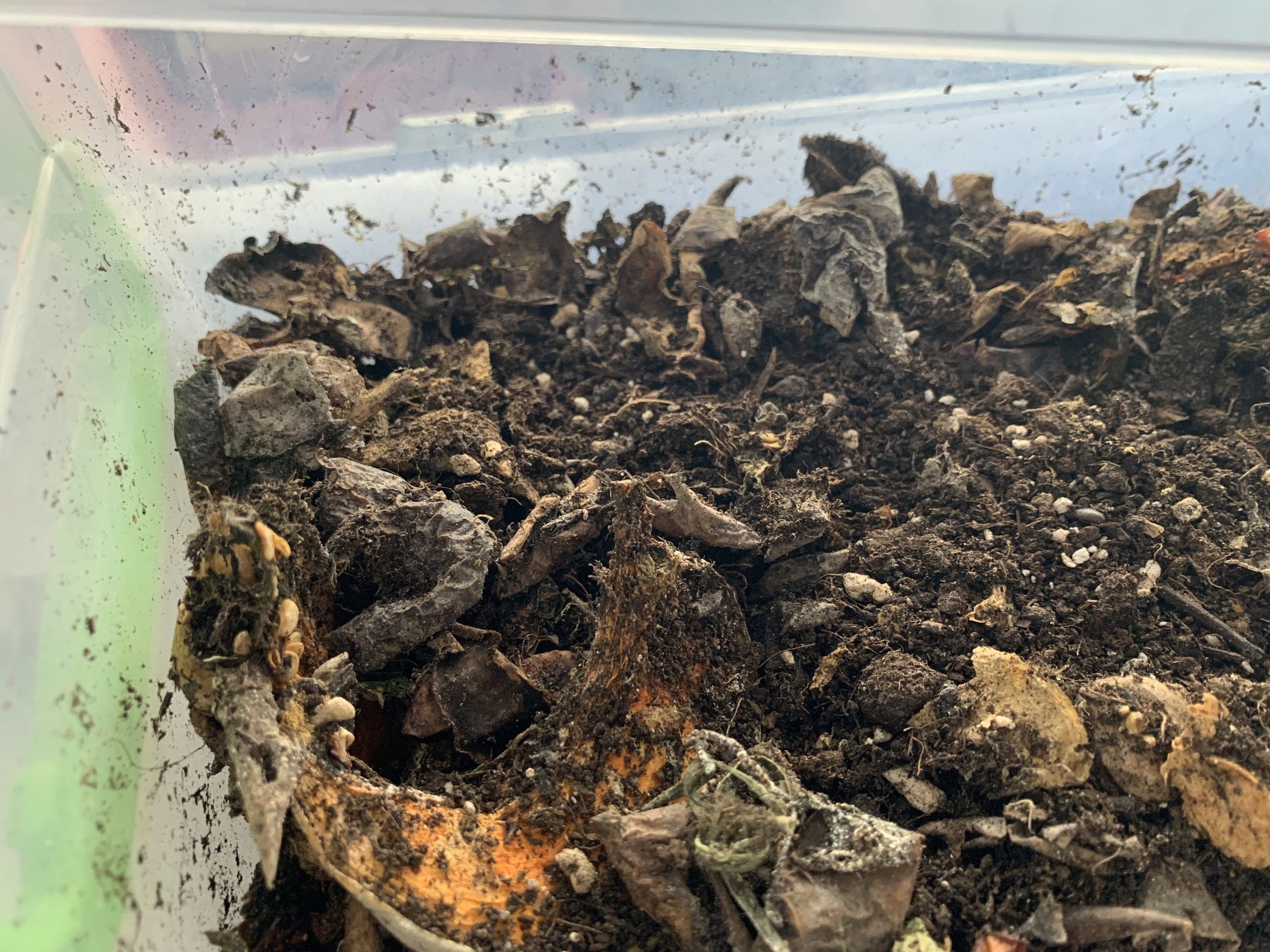 Vermicomposting with red worms